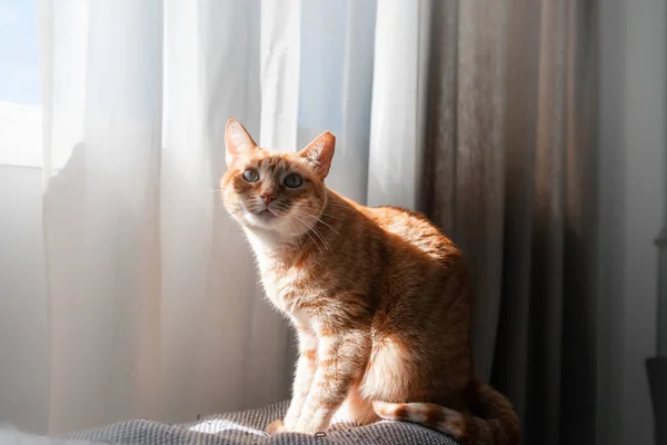 カーテンの後ろにソファに座っている緑の目の茶色のタビー猫 — ストック写真