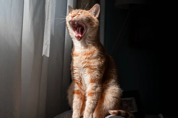 Кошка Тэбби Занавесками Зевает — стоковое фото