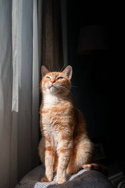 Vertikal Sammansättning Brun Tabby Katt Med Gröna Ögon Sitter Soffa — Stockfoto