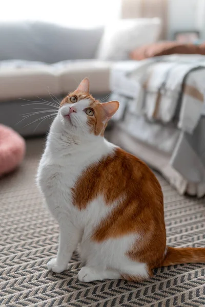 Brun Och Vit Katt Med Gula Ögon Sittande Mattan — Stockfoto