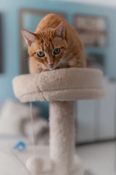 Brown Tabby Cat Green Eyes Top Scratching Tower Vertical Composition — ストック写真