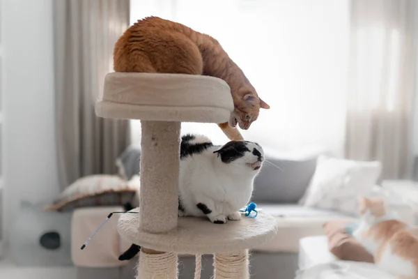 Dvě Domácí Kočky Spolu Hrají Škrábací Věži — Stock fotografie