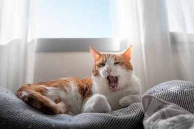 # Sarı gözlü kahverengi beyaz kedi # # Pencerenin altındaki koltukta esniyor #