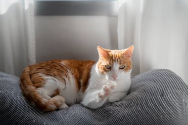 # Sarı gözlü kahverengi ve beyaz kedi # # Pencerenin altında bir kanepeyi tırmalıyor #