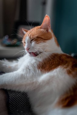 Sarı gözlü kahverengi ve beyaz kedi, mavi arka planlı bir kanepede yatıyor. Kapat.