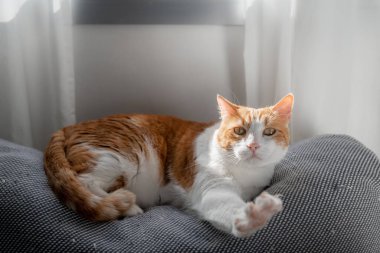 # Sarı gözlü kahverengi beyaz kedi # # Pencerenin altındaki koltukta esniyor #