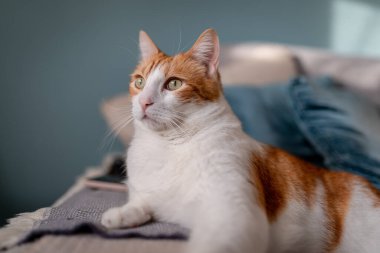 Sarı gözlü kahverengi ve beyaz kedi, mavi arka planlı bir kanepede yatıyor. Kapat.