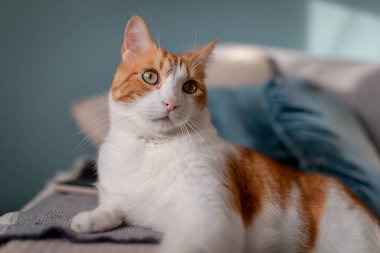 Sarı gözlü kahverengi ve beyaz kedi, mavi arka planlı bir kanepede yatıyor. Kapat.