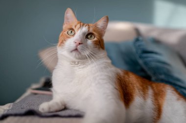 Sarı gözlü kahverengi ve beyaz kedi, mavi arka planlı bir kanepede yatıyor. Kapat.