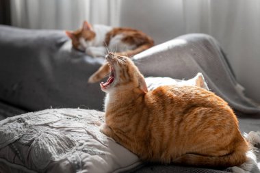 Kahverengi tekir kedi yastıkta esniyor. profil görünümü