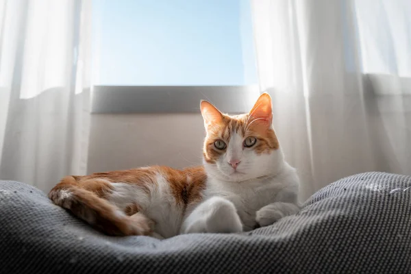 Brown White Cat Yellow Eyes Lying Sofa Light Window — стоковое фото
