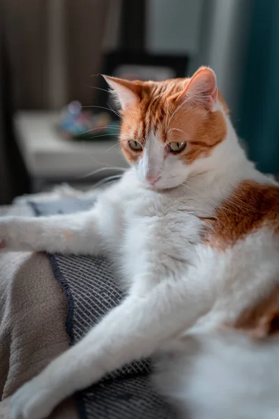 Brun Och Vit Katt Med Gula Ögon Liggande Soffa Med — Stockfoto