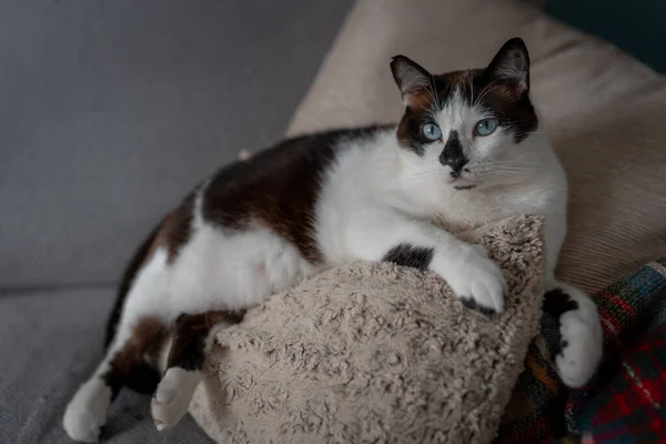 Gato Blanco Negro Con Ojos Azules Acostado Sofá Mira Cámara —  Fotos de Stock