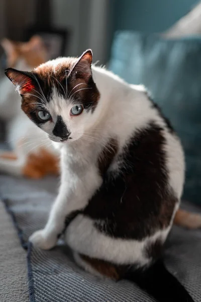 Composição Vertical Gato Preto Branco Com Olhos Azuis Sentados Sofá — Fotografia de Stock