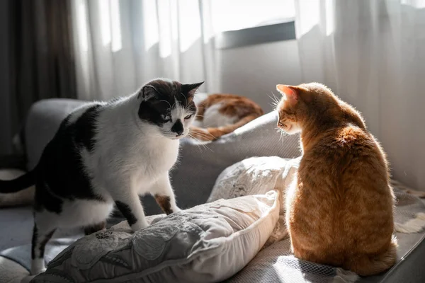 Τρεις Οικιακές Γάτες Αλληλεπιδρούν Έναν Καναπέ Υπό Φως Του Παραθύρου — Φωτογραφία Αρχείου