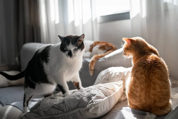 Drei Hauskatzen Interagieren Auf Einem Sofa Unter Dem Licht Des — Stockfoto