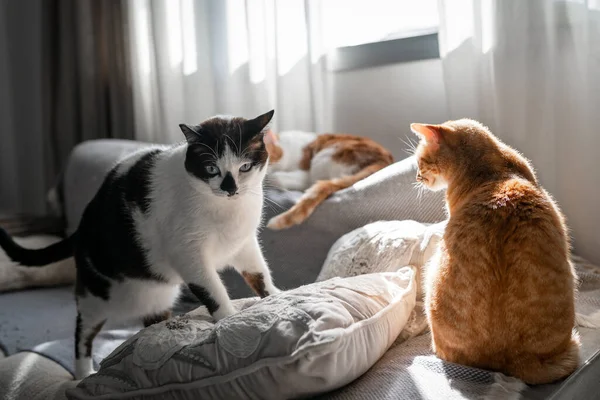 Drie Huiskatten Interageren Een Bank Onder Het Licht Van Het — Stockfoto