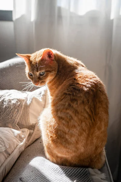 垂直构图 一只褐色的 长着绿眼睛的胖胖的猫坐在窗下的沙发上 — 图库照片