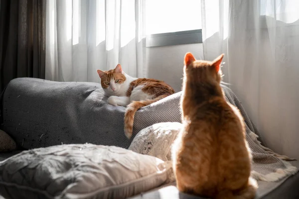 Zwei Hauskatzen Auf Einem Sofa Unter Dem Fenster — Stockfoto