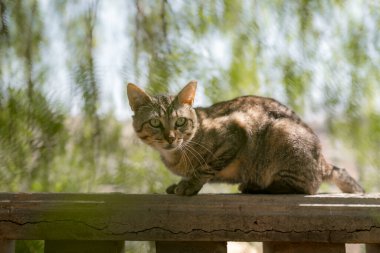 Bahçede yeşil gözlü gri tekir kedi.