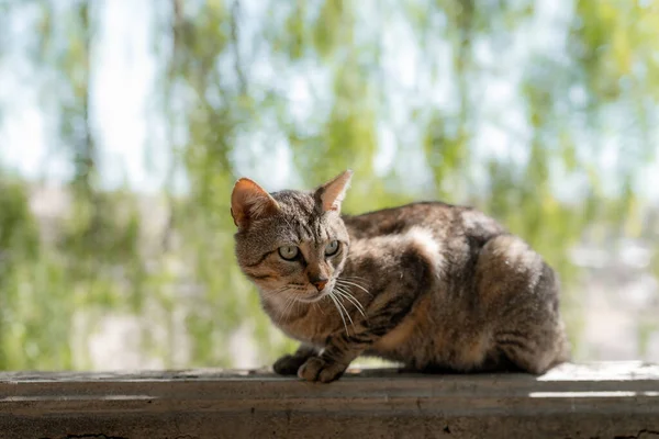 Gray Tabby Kot Zielonymi Oczami Ogrodzie — Zdjęcie stockowe
