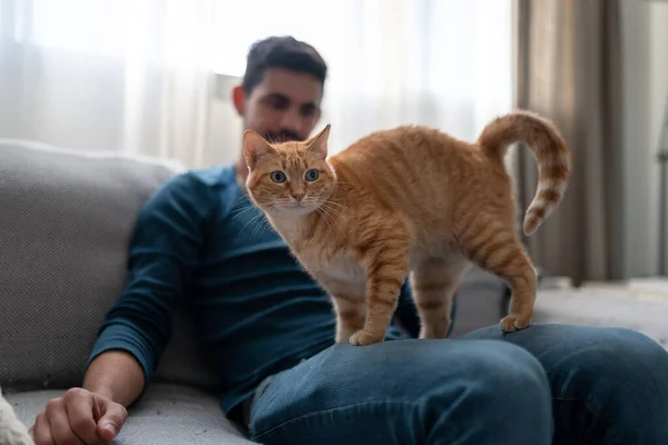 Ung Man Leker Med Brun Tabby Katt Vardagsrummet — Stockfoto