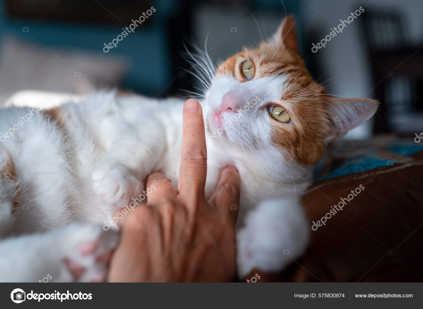 Lukk Igjen Brun Hvit Katt Med Grønne Øyne Lukter Menneskefinger – stockfoto  © Maguirf #575830874, image size:1600x1167