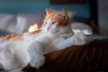 Yastığın üzerinde yatan sarı gözlü kahverengi ve beyaz kedi