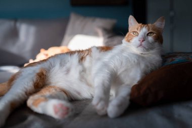 Yastığın üzerinde yatan sarı gözlü kahverengi ve beyaz kedi