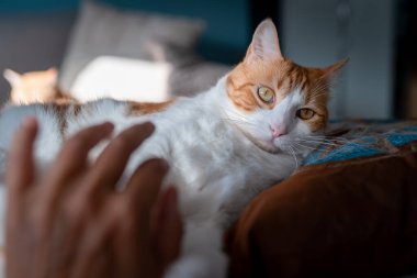 Yastığın üzerinde yatan sarı gözlü kahverengi ve beyaz kedi