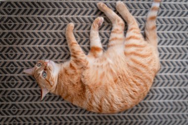 Yeşil gözlü kahverengi tekir kedi halıda yatıyor