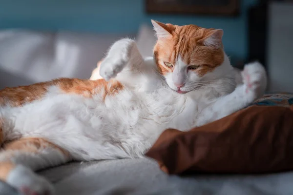 Brun Och Vit Katt Slickar Bröstet — Stockfoto