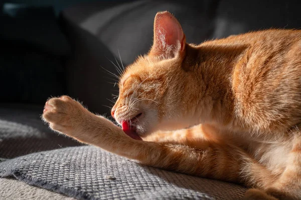 Braune Gestromte Katze Leckt Ihre Pfote Nahaufnahme — Stockfoto