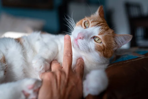Kapat Yeşil Gözlü Kahverengi Beyaz Kedi Insan Parmağı Kokusu Alıyor — Stok fotoğraf