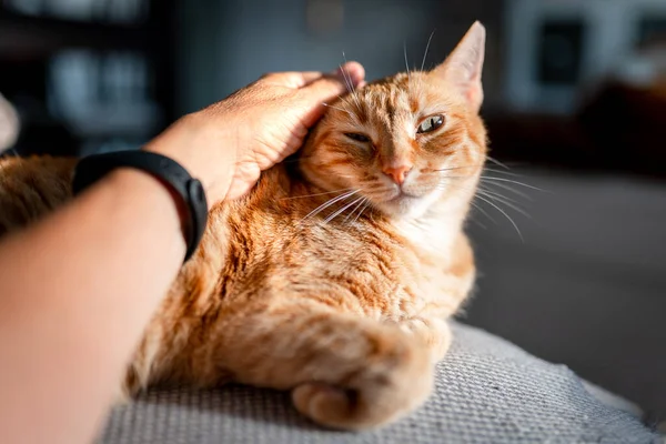 고양이의 머리를 사람의 손으로 — 스톡 사진