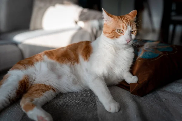 枕の上に黄色い目の茶色と白の猫 — ストック写真