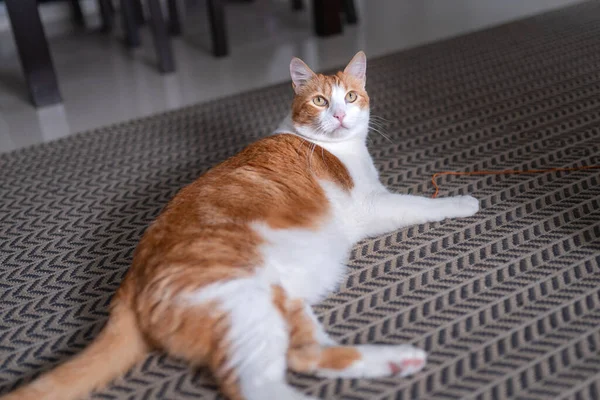 Kahverengi ve beyaz kedi, sarı gözlü halının üzerinde yatıyor.