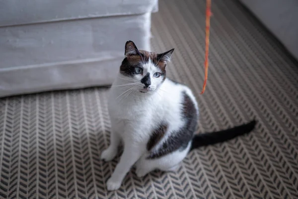 Mavi Gözlü Siyah Beyaz Kedi Oturma Odasında Kırmızı Bir Iple — Stok fotoğraf