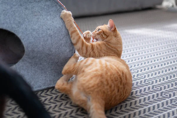 Gato Marrón Con Ojos Verdes Acostado Alfombra — Foto de Stock