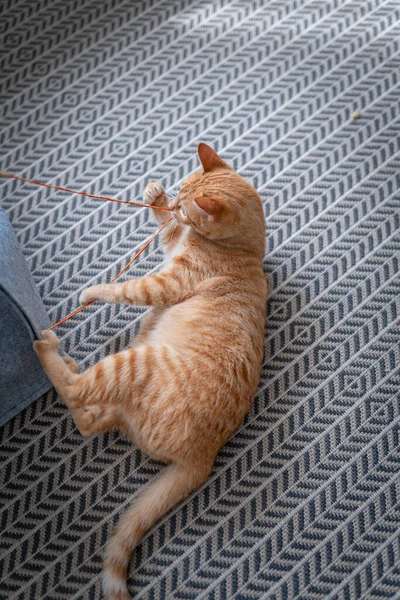 Brown Tabby Cat Green Eyes Lying Carpet — Stock Photo, Image