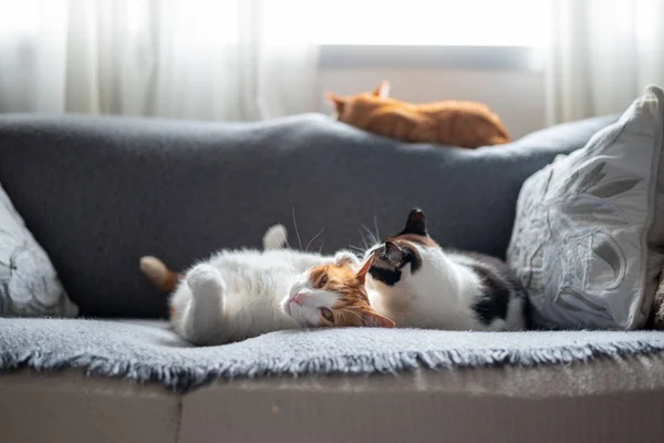 Tři Domácí Kočky Ležící Šedé Pohovce Pod Oknem — Stock fotografie