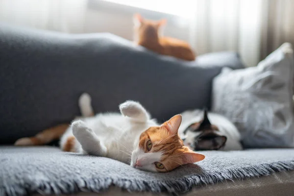 Drie Huiskatten Liggend Een Grijze Bank Onder Het Raam — Stockfoto