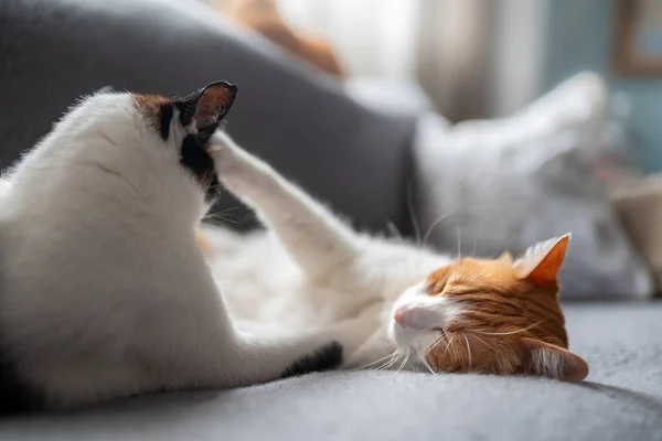 Três Gatos Domésticos Deitados Sofá Cinza Sob Janela — Fotografia de Stock