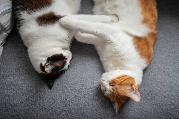 Две Домашние Белые Кошки Лежат Вместе Сером Диване Close — стоковое фото