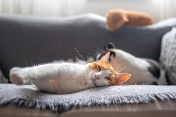 Gato Marrón Blanco Con Ojos Amarillos Acostado Sofá Gris Cerca — Foto de Stock