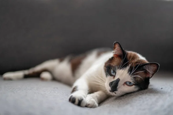 Cerca Gato Blanco Negro Con Ojos Azules Acostado Sofá Gris — Foto de Stock