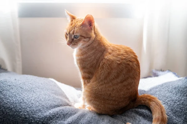 Cerca Gato Tabby Marrón Con Ojos Verdes Sofá Debajo Ventana —  Fotos de Stock