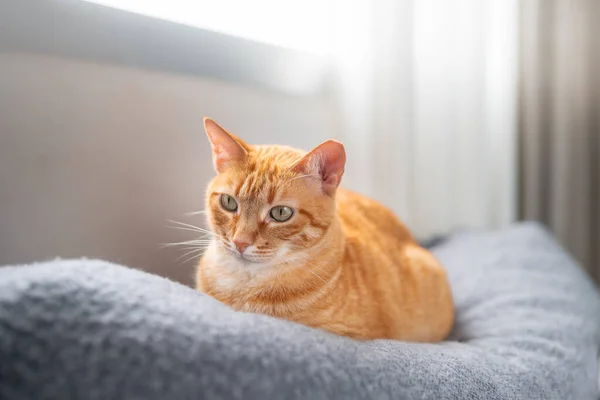 Près Chat Tabby Brun Avec Les Yeux Verts Sur Canapé — Photo