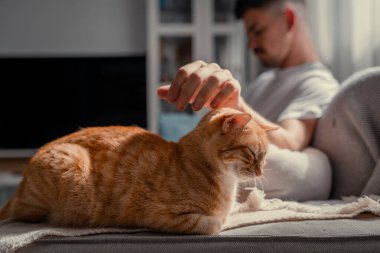 Kapat. Yeşil gözlü kahverengi tekir kedi, genç bir adamın okşamasından hoşlanıyor.