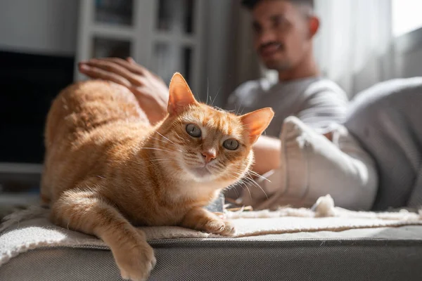 Kapat. Yeşil gözlü kahverengi tekir kedi, genç bir adamın okşamasından hoşlanıyor.